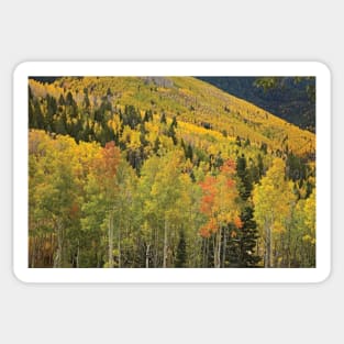 Quaking Aspen Trees In Autumn Santa Fe National Forest Near Santa Fe Sticker